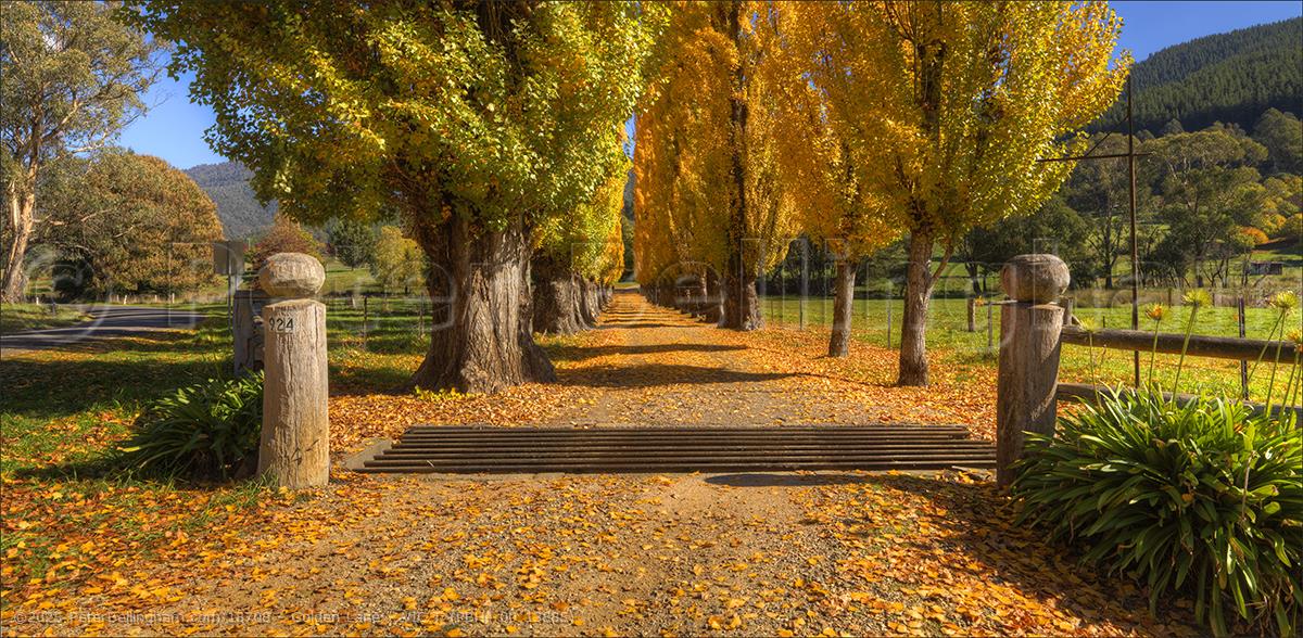 Peter Bellingham Photography Golden Lane - VIC T (PBH4 00 13885)
